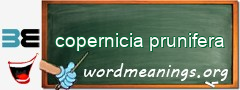 WordMeaning blackboard for copernicia prunifera